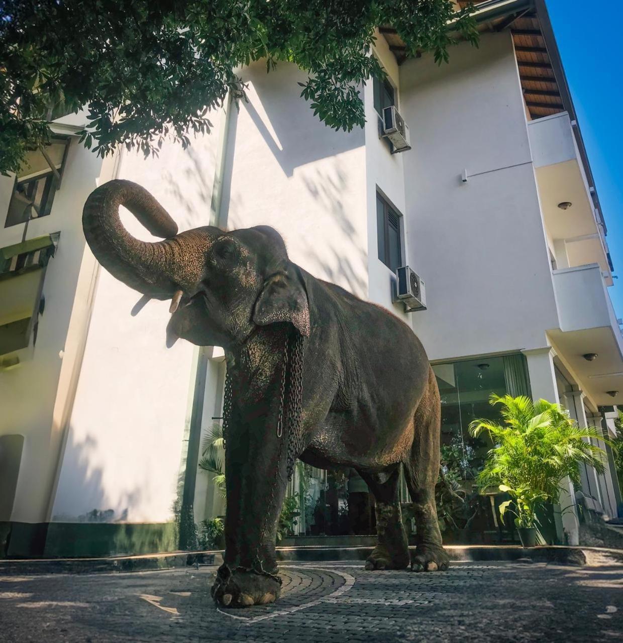 Hotel Yo Kandy Dış mekan fotoğraf